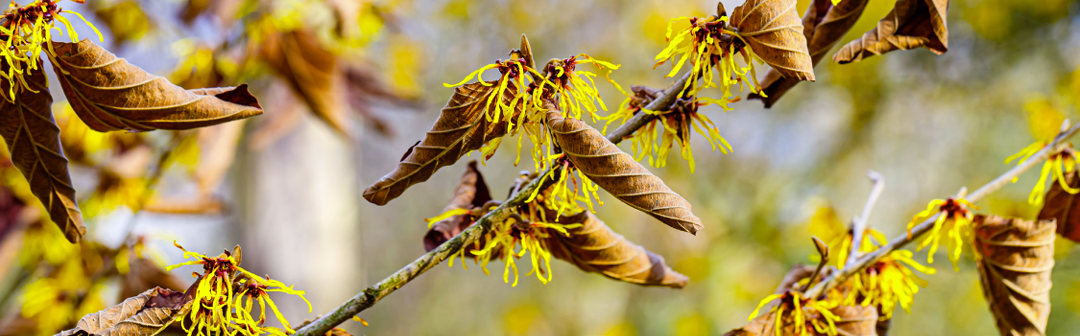 January 2025: Witch Hazel: The Bloom that Brightens Winter’s Gloom